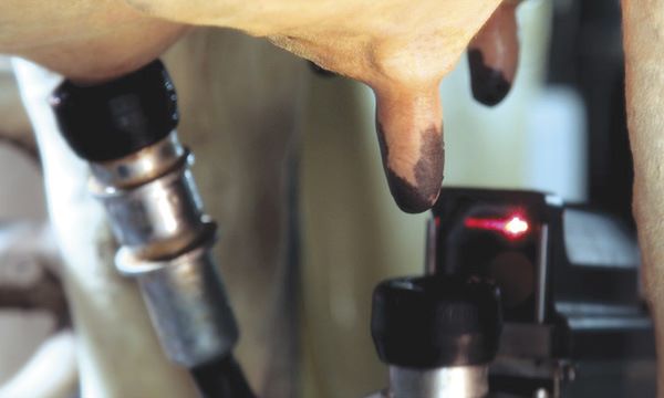 Gemini S fejőrobot készülék felhelyezése